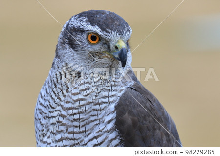 Bird of prey 98229285