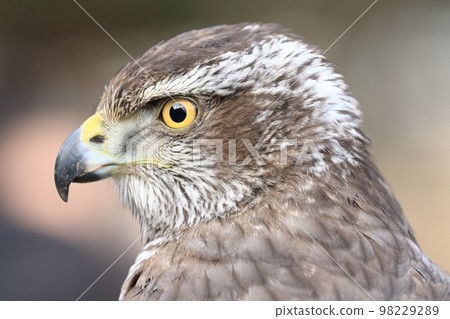 Bird of prey 98229289