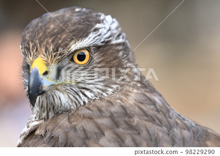Bird of prey Bird of prey 98229290