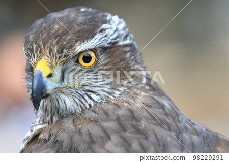 捕食鳥 捕食鳥 98229291