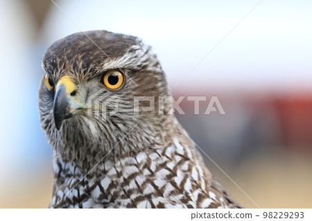 Bird of prey 98229293