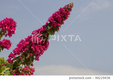 Bougainvillea Smarty Pants - a beautiful garden flower. 98229436