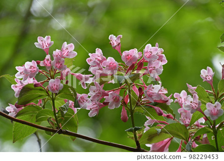 沿著山谷突出的粉紅色花朵的傘房花很漂亮。 98229453