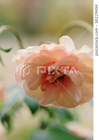 開滿花0089 開滿花0089 98229494