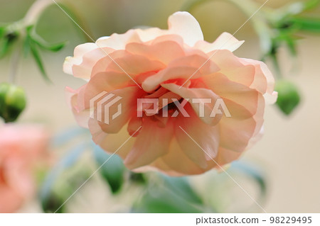 開滿花0090 98229495