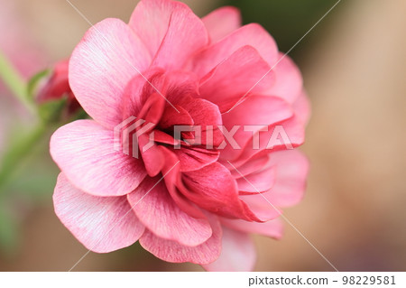 Full of flowers 0094 Full of flowers 0094 98229581