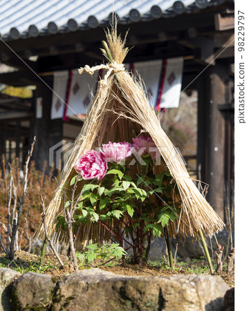 Winter peonies covered with a straw hat Winter peonies covered with a straw hat 98229797