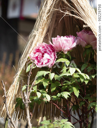 Winter peonies covered with a straw hat 98229798