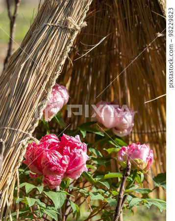 用草帽蓋的冬天牡丹 98229823