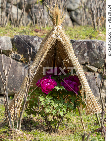 用草帽蓋的冬天牡丹 98229824