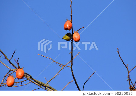 Yamadaike Park Yamadaike Park 98230055