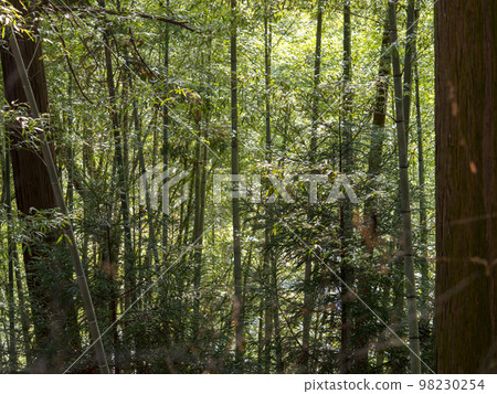 Bamboo grove background material Bamboo grove background material 98230254