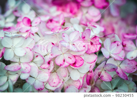 Hydrangea flowers closeup, Vanille Fraise purple white blooms as background 98230455