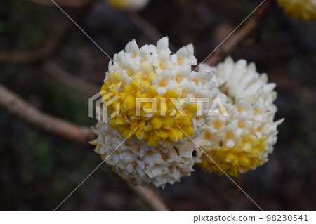 三椏 三椏 98230541