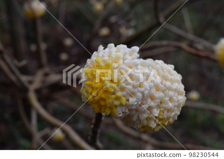 三椏 三椏 98230544