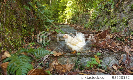 Traveling chicken here and there (local Traveling chicken here and there (local 98230582