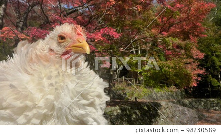 走來走去的雞(當地 走來走去的雞(當地 98230589