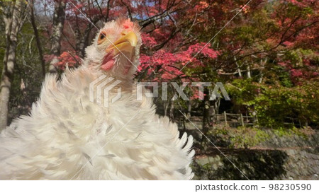 Traveling chicken here and there (local 98230590