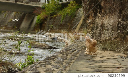 Traveling chicken here and there (local Traveling chicken here and there (local 98230599