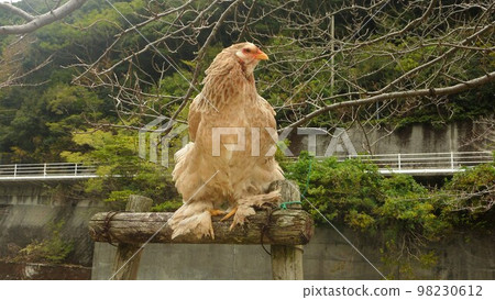 Traveling chicken here and there (local Traveling chicken here and there (local 98230612