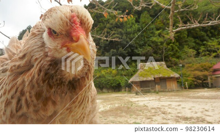 Traveling chicken here and there (local Traveling chicken here and there (local 98230614