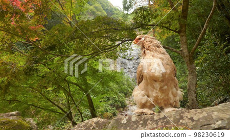 Traveling chicken here and there (local 98230619