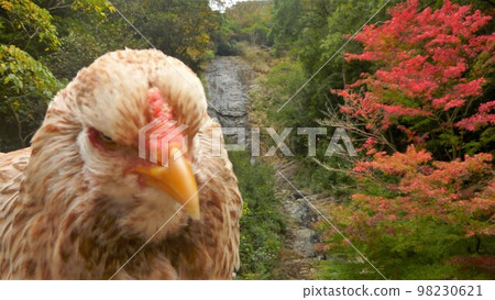 走來走去的雞(當地 走來走去的雞(當地 98230621