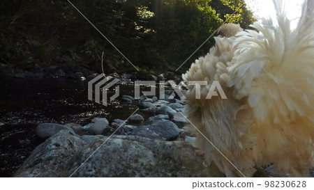 Traveling chicken here and there (local 98230628