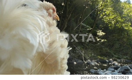 Traveling chicken here and there (local 98230629