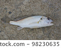 Freshly Caught Shiroguchi 98230635