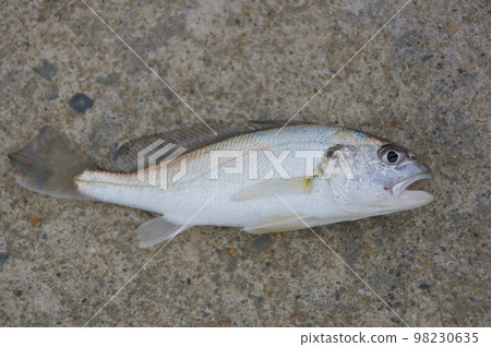 剛捕獲的白口 98230635