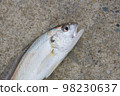 Freshly Caught Shiroguchi 98230637