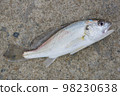 Freshly Caught Shiroguchi 98230638