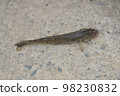 Freshly Caught Goby 98230832