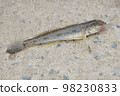Freshly Caught Goby 98230833