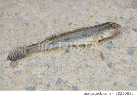 剛捕獲的蝦虎魚 剛捕獲的蝦虎魚 98230833