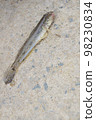 Freshly Caught Goby 98230834