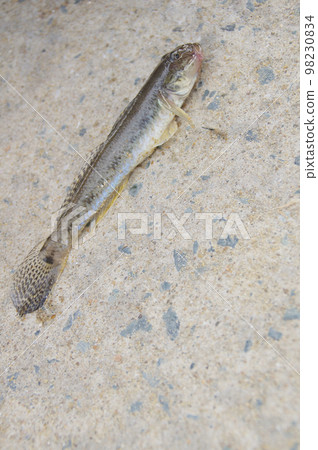 剛捕獲的蝦虎魚 剛捕獲的蝦虎魚 98230834