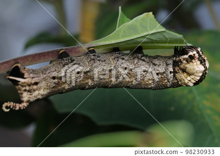 吃曼陀羅葉的黑眼麻雀 98230933