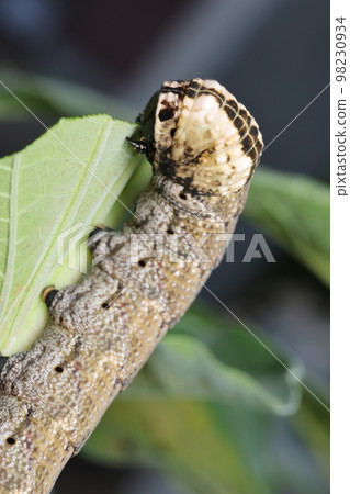 吃曼陀羅葉子的黑臉麻雀的幼蟲 98230934