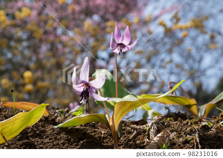 Katakuri花 98231016