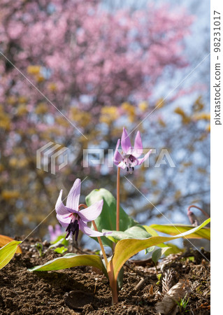 Katakuri花 98231017