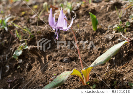 Katakuri花 Katakuri花 98231018