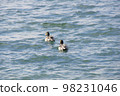 Ducks swimming in the winter sea 98231046