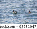 Ducks swimming in the winter sea 98231047