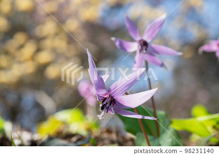 Katakuri花 98231140