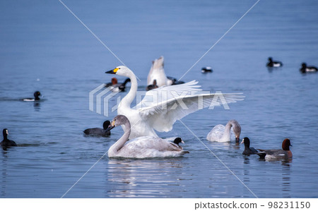 Tundra swans spreading their wings and waterfowl swimming in Lake Biwa 98231150