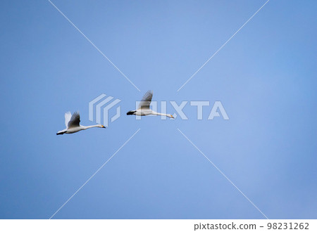 苔原天鵝在天空中拍打翅膀 98231262