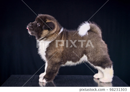 American Akita, a large Japanese dog 98231303