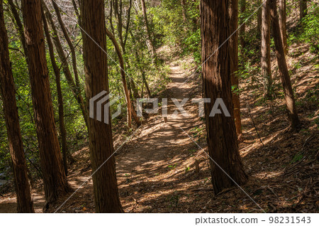 Hiking course in a cypress forest Osaka Katano City Hiking course in a cypress forest Osaka Katano City 98231543
